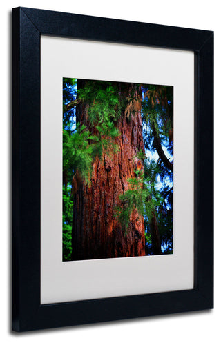'Giant Sequoia' Matted Framed Canvas Art by Philippe Sainte-Laudy
