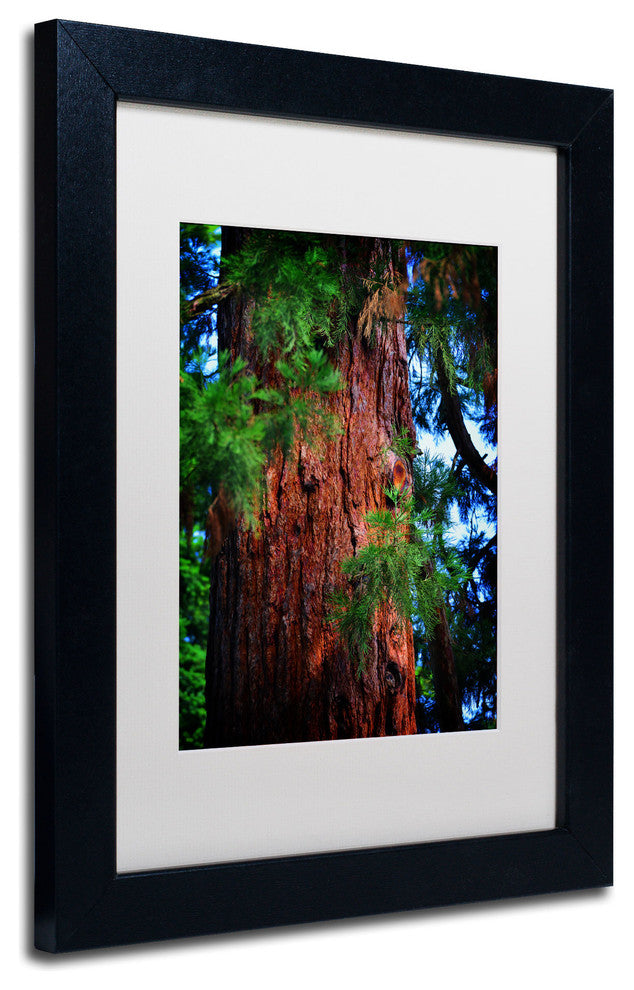 'Giant Sequoia' Matted Framed Canvas Art by Philippe Sainte-Laudy