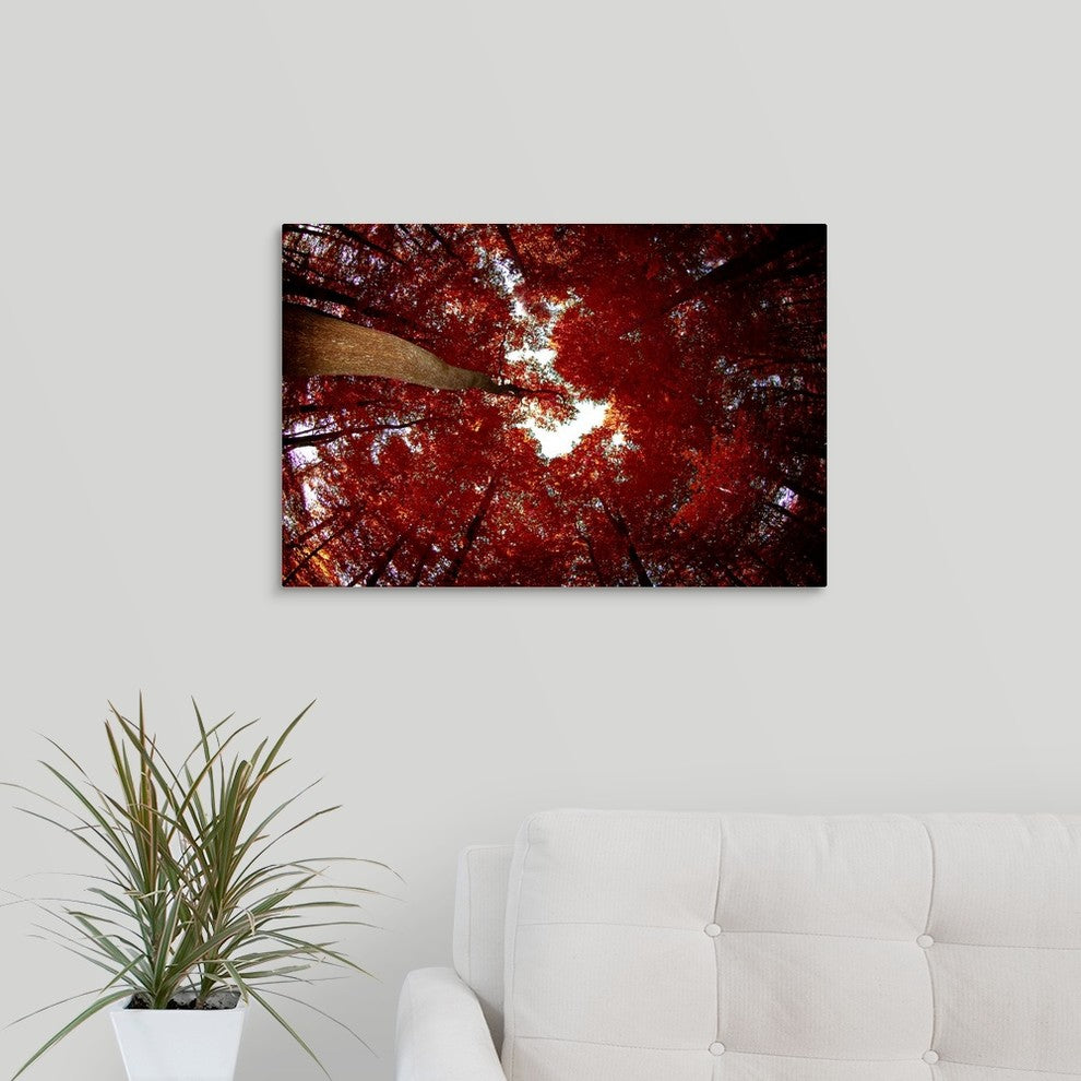 "Red Fisheyes" Wrapped Canvas Art Print, 24"x16"x1.5"