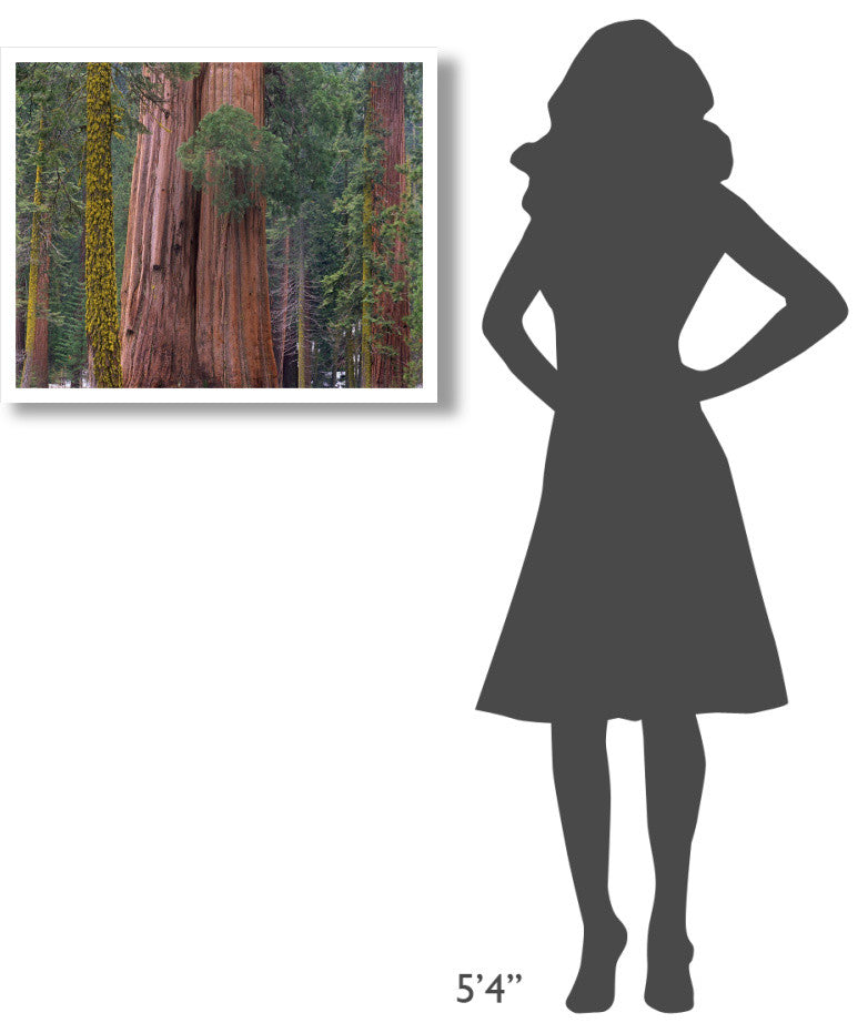 "Giant Sequoia trees, California" Digital Paper Print by Tim Fitzharris, 30"x24"