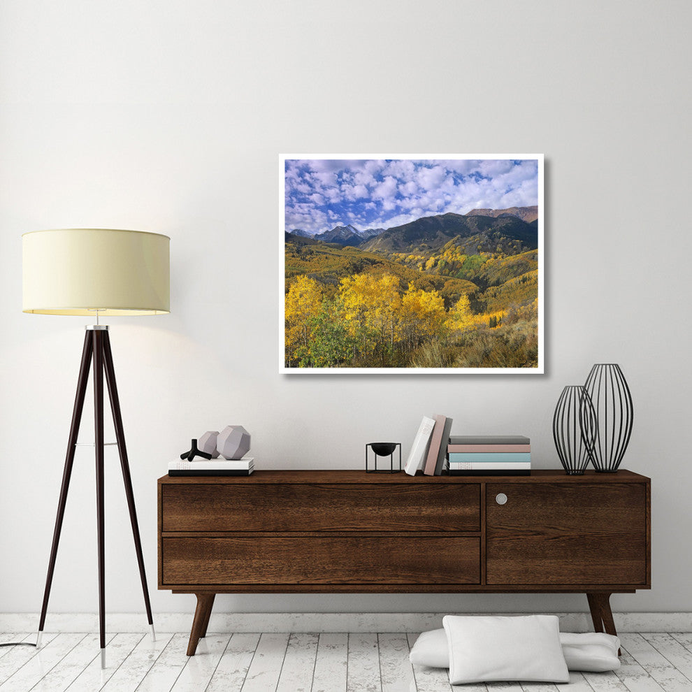 "Quaking Aspen in autumn, Colorado" Print by Tim Fitzharris, 46"x38"