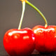 "Twin Cherries" Paper, 32"x48"