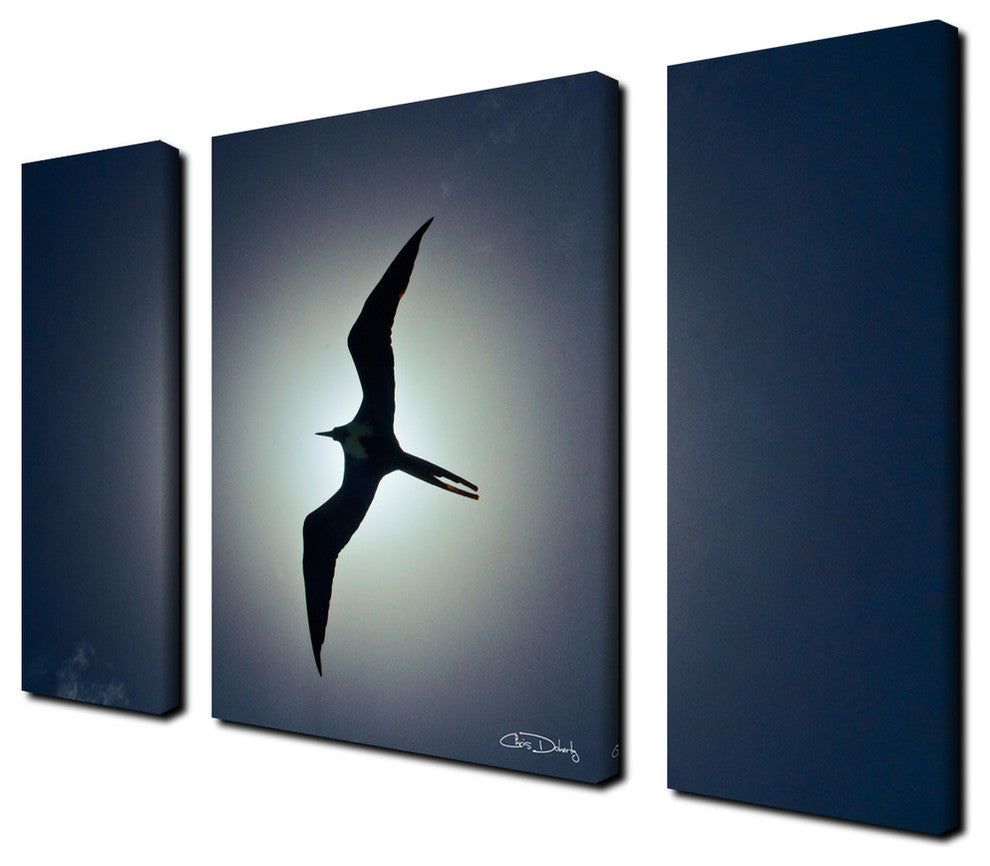 Ready2hangart Chris Doherty 'Frigatebird' 3-piece Canvas Wall Art