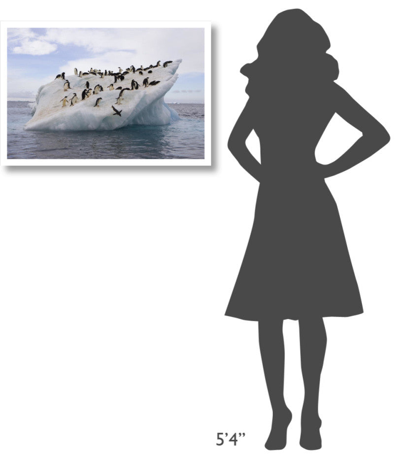 "Adelie Penguin flock on iceberg near Paulet Island" Paper Art, 32"x22"
