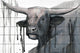 "Buffalo Bill" Painting Print on White Wood, 24"x16"