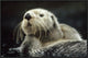 "Sea Otter floating in kelp, North America"  by Tim Fitzharris, 31x21"