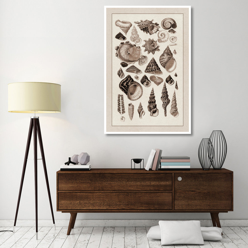 "Shells: Trachelipoda #3 (Sepia)" Digital Paper Print by G.B. Sowerby, 42"x62"