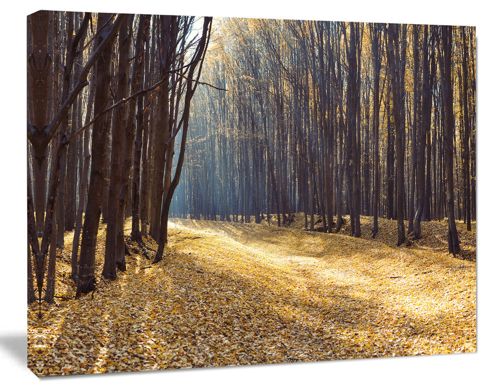 Path in the Fall Forest Panorama, Forest Canvas Art Print, 40"x30"