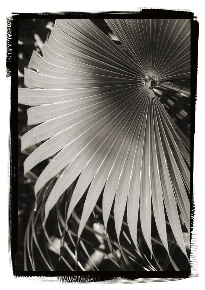 "Palm Frond II" Digital Paper Print by Debra Van Swearingen, 23"x32"