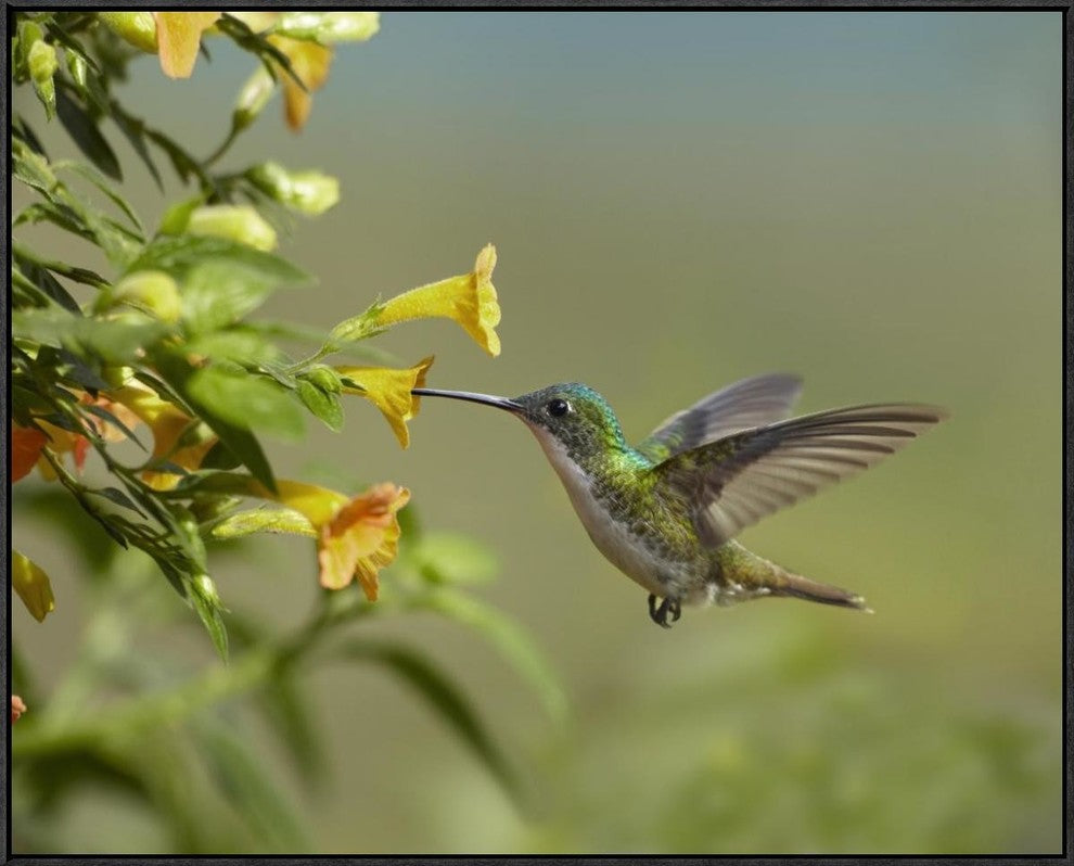 Andean Emerald Hummingbird Feeling On Yellow Flower, Ecuador, 35"x28"