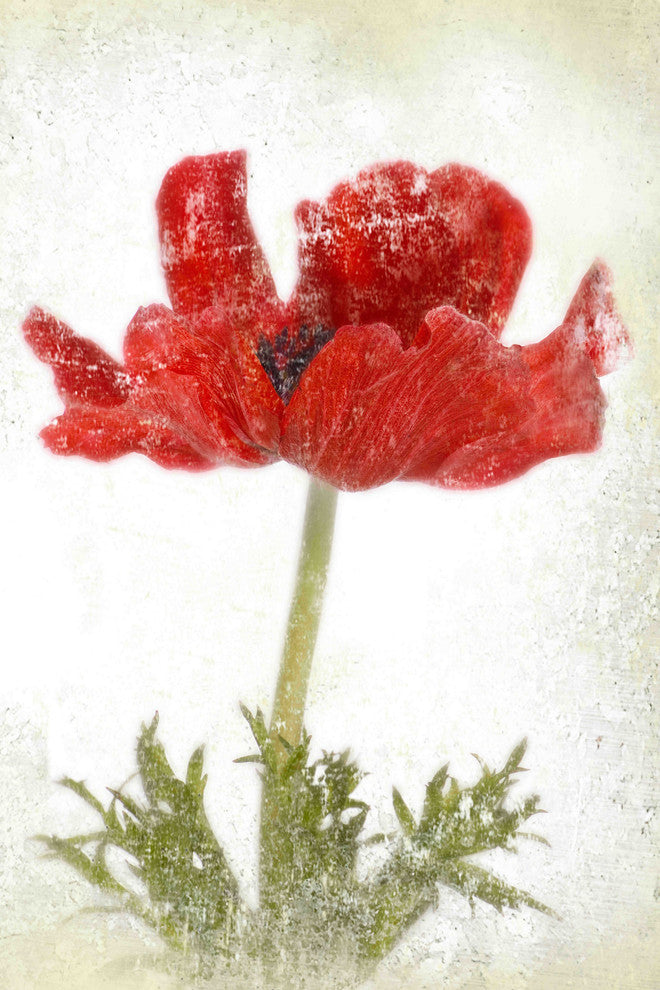 "Anemone Red" Painting Print on Canvas by Aryai