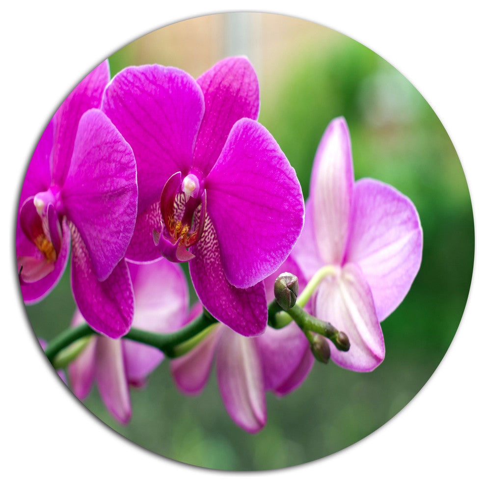 Beautiful Orchid Flowers On Green, Modern Flower Round Wall Art, 38"