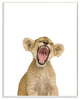 Baby Lion Cub Studio Photo, Plaque, 10"x15"
