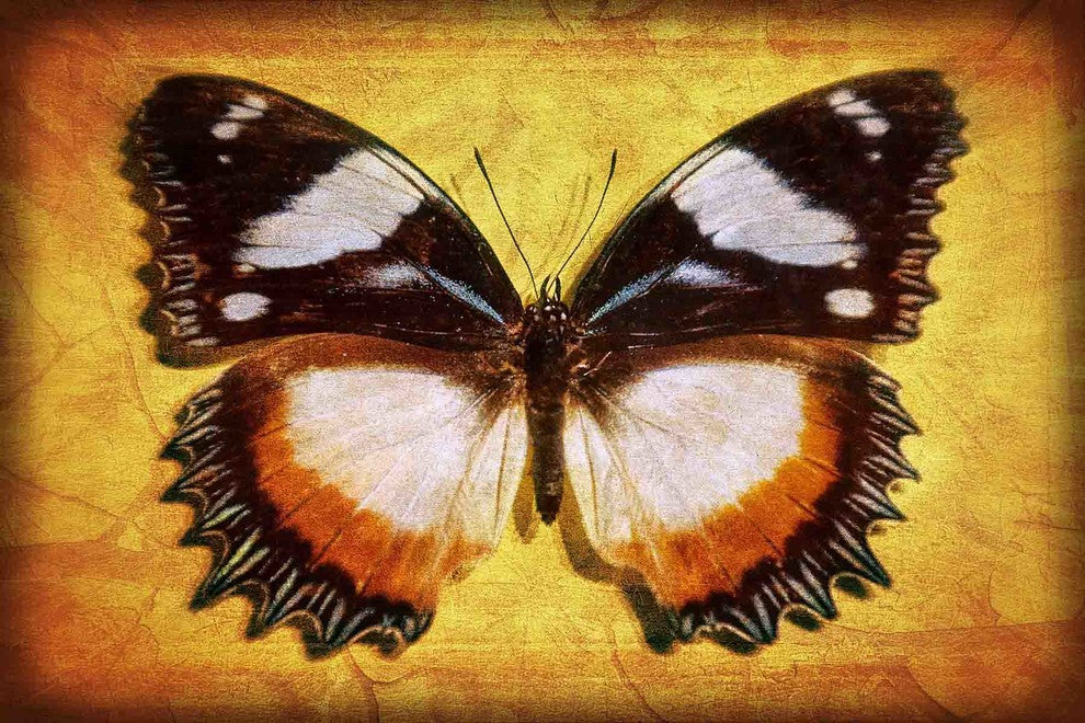 "Nature s Angel" Painting Print on Canvas by Robertson