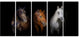 Black Red and White Horses, Animal Canvas Art Print, 60"x28", 5 Panels