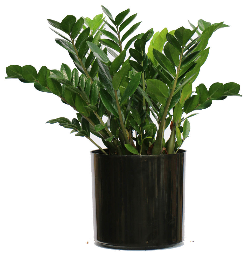 Live 2' Zamioculcas Zamiifolia (ZZ) Package, Black