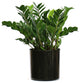 Live 2' Zamioculcas Zamiifolia (ZZ) Package, Black