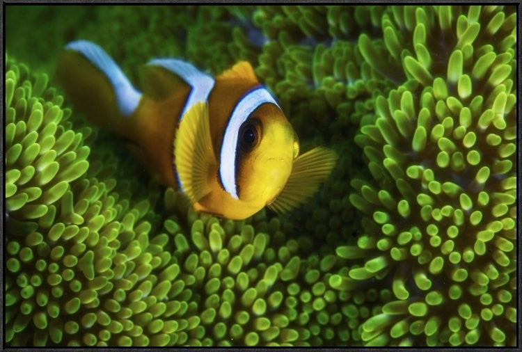 "Yellow Clownfish On Green Anemon"  by Barathieu Gabriel, 37x25"