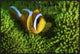 "Yellow Clownfish On Green Anemon"  by Barathieu Gabriel, 37x25"