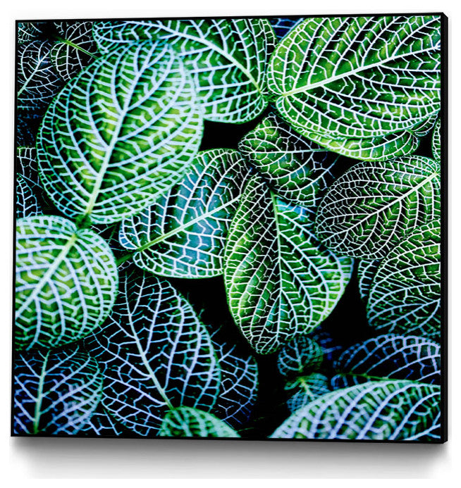 "Leaf VIII" CF Print, 20"x20"