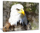 "Eagle Head With Textures" Animal Digital Art Canvas Print