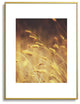 Shannon Clark Amber Metal Framed Art Print