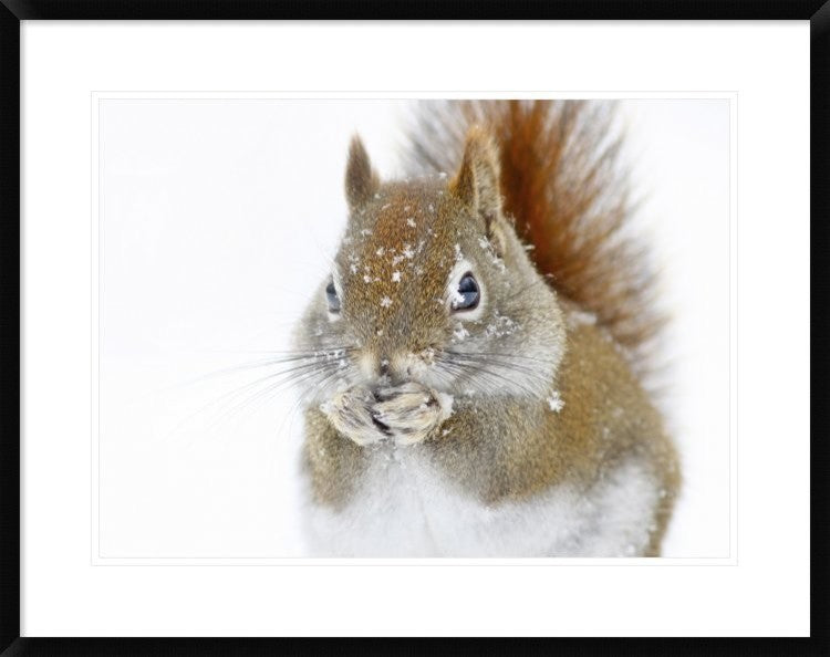 "Christmas Squirrel" Framed Digital Print by Mircea Costina, 32x26"