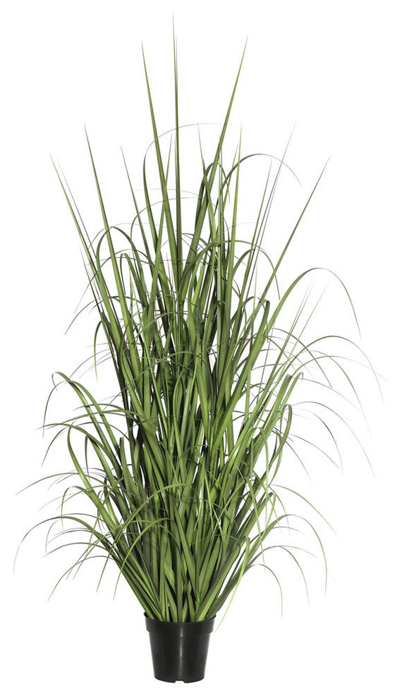48" Green Ryegrass In Pot