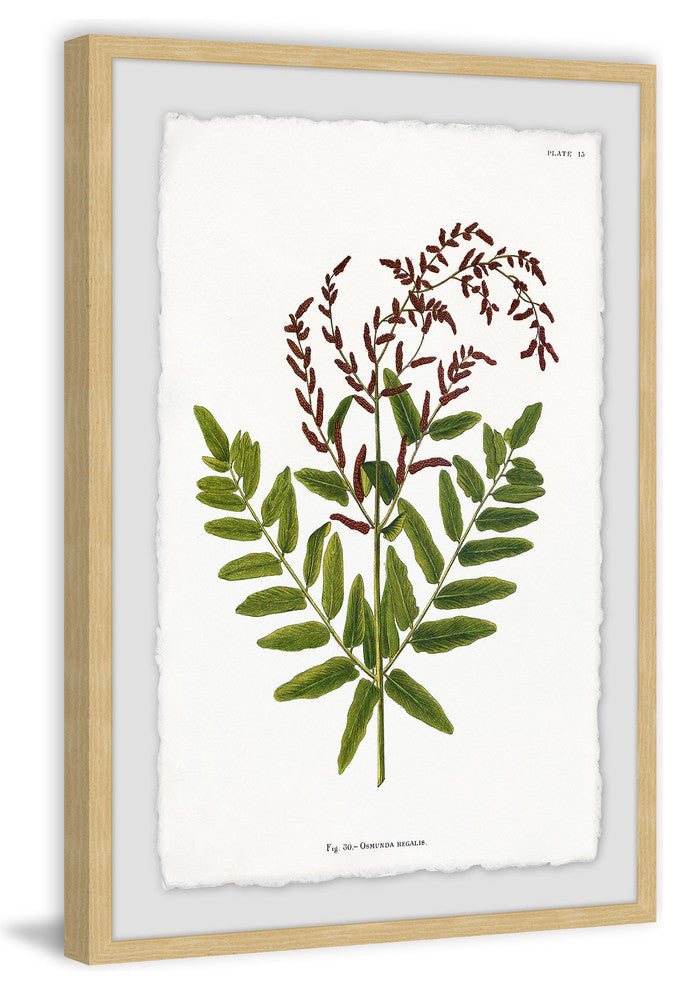 "Sympathy Ferns" Framed Painting Print, 12"x18"