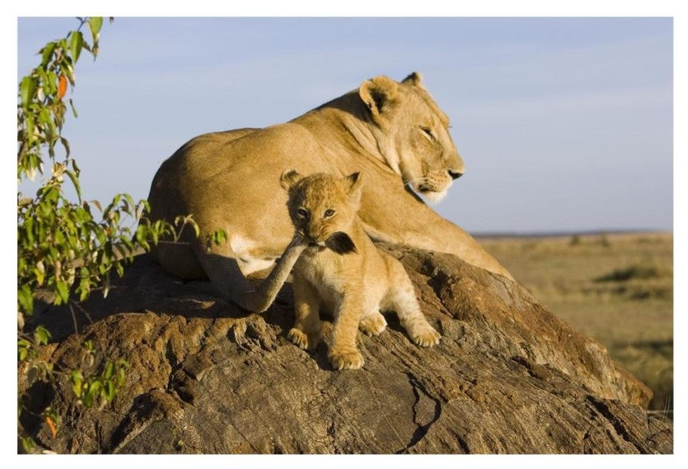 "Lion cub playing with tail, vulnerable, Masai Mara Reserve" Paper Art, 26"x18"