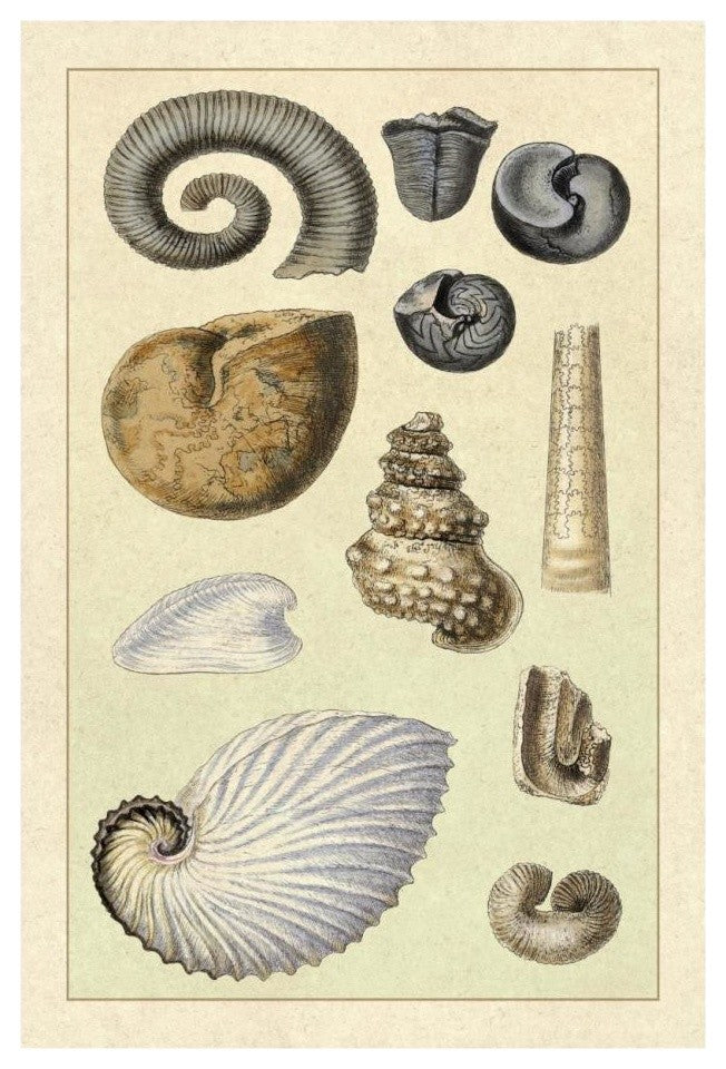 "Shells: Ammonacea" Digital Paper Print by G.B. Sowerby, 18"x26"