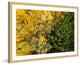 "Dense Growth" Framed Print by Karolis Janulis