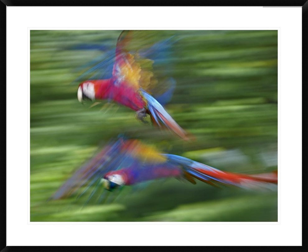 "Scarlet Macaw pair flying, Costa Rica"  by Tim Fitzharris, 40x32"