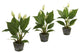 Spathyfillum With Cement Planter, Set of 3