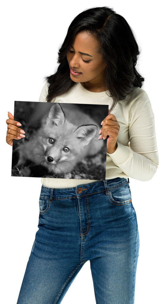 Young Red Fox Face Black & White Animal Wildlife Photograph Loose Wall Art Print, 8" X 10"