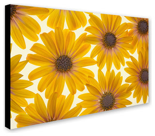 Cora Niele 'Yellow Cape Daisies' Canvas Art