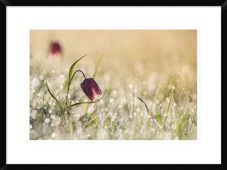 "Morningdew" Framed Digital Print by Anton Van Dongen, 30x22"