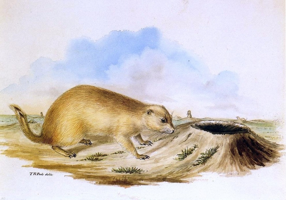 II Titian Ramsey Peale Prairie Dog, 18"x27" Wall Decal