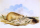 II Titian Ramsey Peale Prairie Dog, 18"x27" Wall Decal
