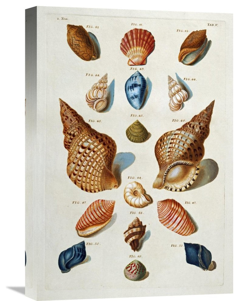 "A Selection of Seashells" Artwork, 15" x 22"