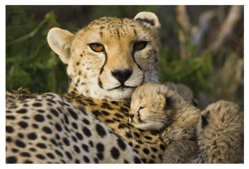 "Cheetah cub resting against mother, Maasai Mara Reserve" Paper Art, 26"x18"