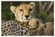 "Cheetah cub resting against mother, Maasai Mara Reserve" Paper Art, 26"x18"