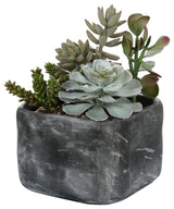 Uttermost Alverio Desert Garden Succulents