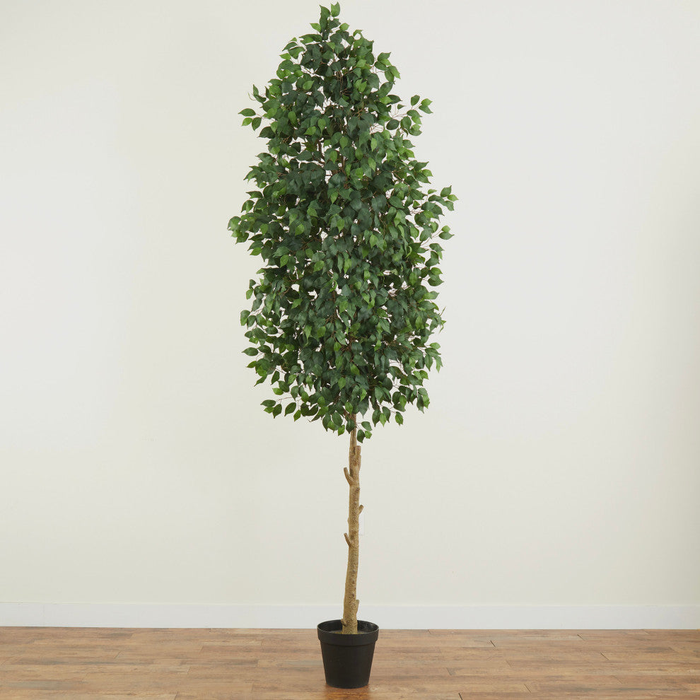 Lifestyle photo featuring ficus tree in a lounge-like room; product clearly shown.