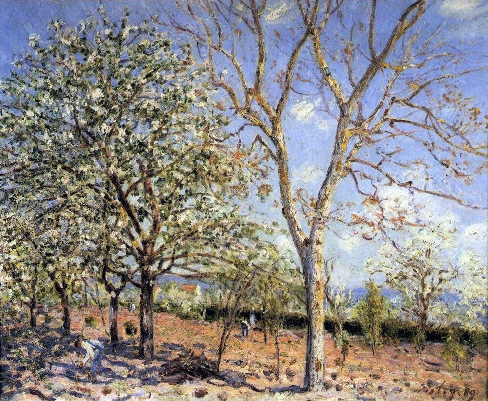 Alfred Sisley Trees in Bloom, Gallery Wrapped Canvas Print, 20"x25"