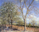 Alfred Sisley Trees in Bloom, Gallery Wrapped Canvas Print, 20"x25"