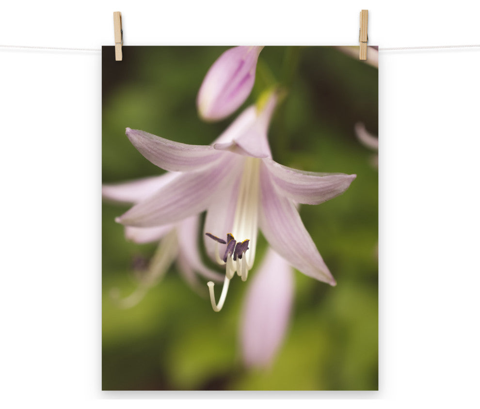 Softened Hosta Bloom Nature Photography, Floral Unframed Wall Art Print, 16" X 20"