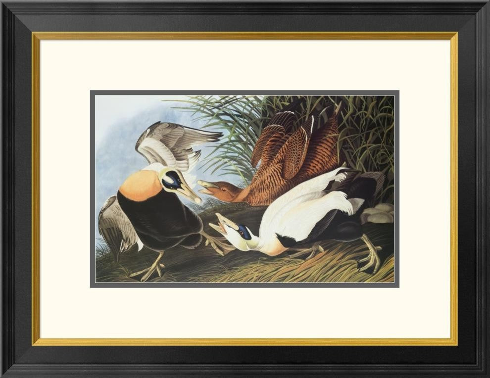 "Eider Duck" Framed Digital Print by John James Audubon, 26"x20"