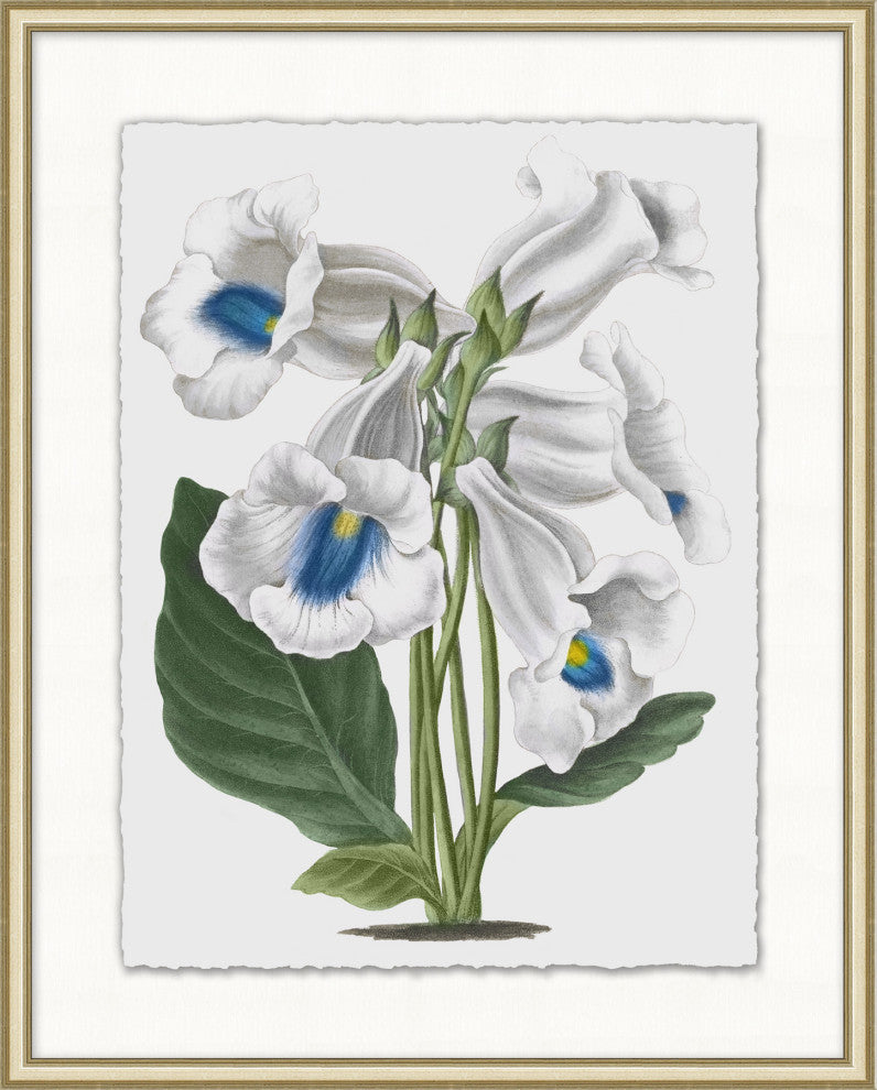 Floral Study 7, Giclee Reproduction Artwork