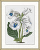 Floral Study 7, Giclee Reproduction Artwork